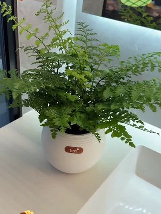 吉姆蕨网红植物盆栽绿植室内茶室盆景花卉水培蕨类观叶好养盆栽花#盆栽 #盆栽绿植 #植物 #盆景 #水培植物