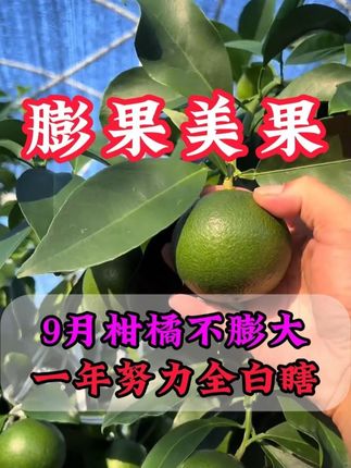 9月柑橘不膨大,一年努力全白瞎 #果树管理 #柑橘管理 #果树施肥 #转色增甜 #助力果农