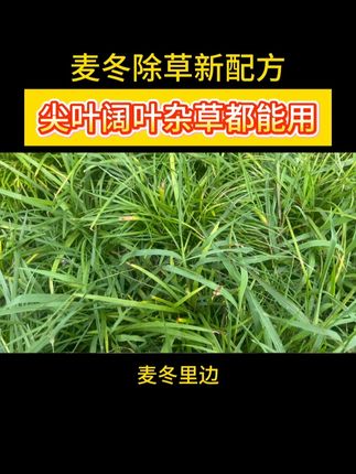 麦冬除草新配方,尖叶阔叶杂草都能用#绿化养护 #市政工程 #园林绿化 #园林绿化苗木人