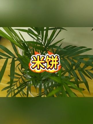 虾肉米饼  #儿童零食  #非油炸  #香脆虾片  #营养补充  #能量小食