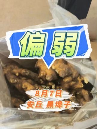8月7日安丘生姜价格:偏弱 安丘最新生姜价格行情 #安丘生姜 #安丘大姜 #泥姜价格 #中姜网 #三农 @天下良田·种姜高产找老王 @中姜网·农技服务 @天下良田