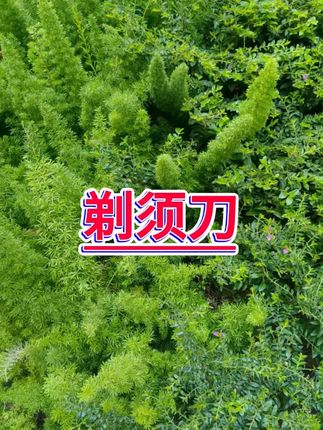 #三合一剃须刀 #鼻毛修剪 #男士护理