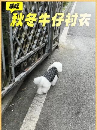 新款衬衣,换季了快给毛孩子备上吧 #萌宠日常记录 #狗狗 #萌宠 #家有宠物 #宠物