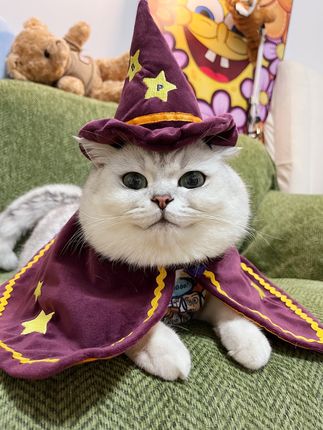 老芬儿用了五年没换过的猫砂,除臭绝绝子,家里猫砂不好用的快冲!#萌宠好物 #芬儿头是猫不是猪 #邪恶银渐层 #肉垫猫砂