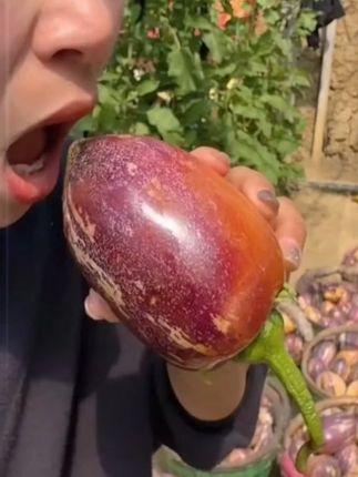 人参果 #人参果 #民勤人参果 #快来一起尝个鲜 #谁懂这一口的好吃程度 9