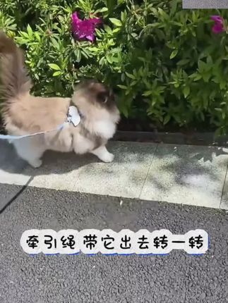 猫咪翅膀牵引绳#猫咪牵引绳 #遛猫 #萌宠好物 #猫咪外出