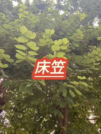 2025新款夹棉床笠防滑隔脏床垫套 #床品 #家居好物 #四季通用