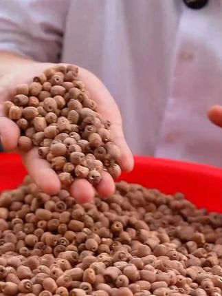 花之莲带芯红莲子新货大粒500g有芯红皮莲子特产无硫湘潭莲子干货#红皮莲子
