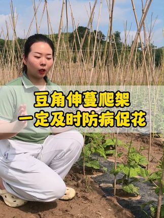 豆角爬架管理 #豆角种植 #豆角促花 #促花保果