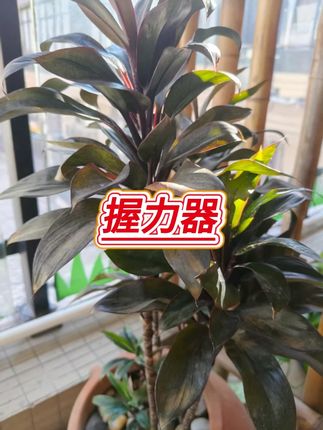 100公斤计数握力器男专业练手力臂肌手劲训练锻炼康复 #握力器 #计数握力器 #握力器训练臂力