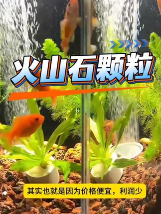 火山石颗粒 #鱼缸里的大自然 #养鱼日记 #观赏鱼 #水族 #养鱼人
