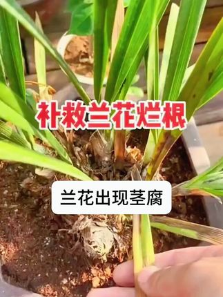新手小白养植物,一定要认识这植物的常见求救信号,收藏起来对照 #植物养护 Y