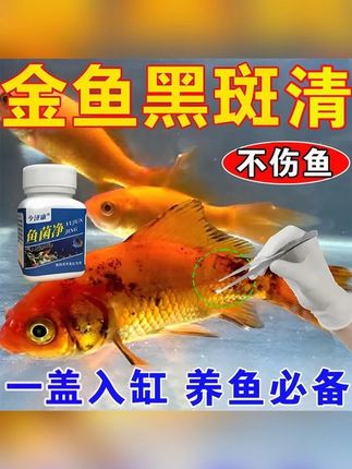 【观赏鱼黑斑】观赏鱼长黑斑,试试这款鱼菌净,效果显著~ #观赏鱼 #鱼🐠 #鱼菌净 #养鱼经验分享 #好物推荐🔥