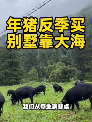 年猪反季买,别墅靠大海 年猪现在起可以提前购啦 #黑猪肉 #黑猪 #土猪肉
