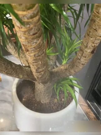 龙须树 龙血树 养护口诀要牢记 搭配花肥谷的龙须树专用液,你也是高手#龙须树 #龙血树 #大型绿植 #室内绿植