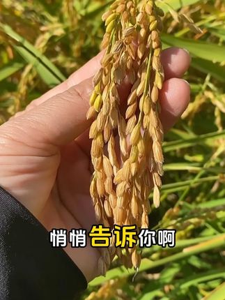你以为种水稻光施肥就够了?这种叶面肥让水稻产量翻倍! #水稻种植 #用肥 #种植小技巧