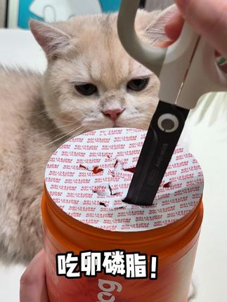 一颗就包含5重美毛buff,红狗新升级的爆毛素卵磷脂真的太牛了!#红狗#宠物鱼油#新手养猫#养猫经验分享
