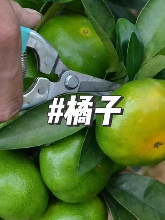 现摘云南青皮橘子新鲜桔子应季孕妇水果酸甜多汁3/5斤#橘子 #新鲜橘子 #青皮橘子 #视频同款 #好物推荐