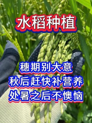 水稻齐穗之后怎么管理?这一步直接决定产量 #三农 #农业种植 #水稻 #水稻种植 #新农人