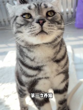 新手养猫不知道该怎么选猫粮,这款乳鸽粮闭眼入!#猫粮 #萌宠好物 #养猫新手 #萌宠出道计划