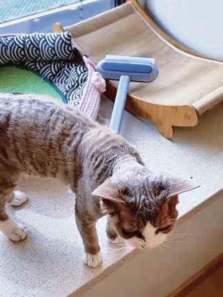 属实没想到,富婆家的猫……#猫咪的迷惑行为 #萌宠好物 #新手养猫 #萌宠出道计划 #猫咪