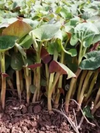 【折耳根种子】四季种植盆栽地栽#折耳根种子 #四季种植蔬菜种子 #折耳根 #种植折耳根 #折耳根鱼腥草