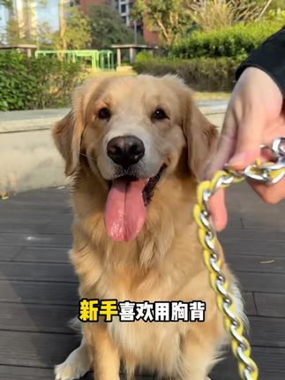 金熊猫咬不断耐咬P链P项圈中大型犬遛狗牵引绳P绳赛级防咬断#宠物用品 #犬用牵引绳 #金熊猫牵引绳 #耐咬P链 #遛狗必备
