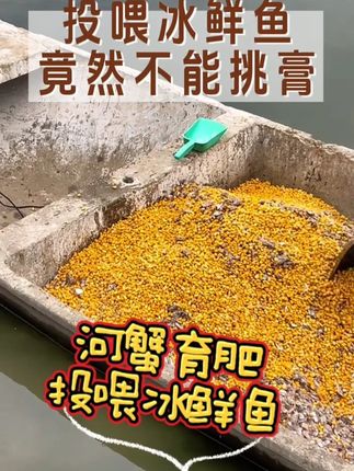 投喂冰鲜鱼竟然不能挑膏#水产养殖 #虾青素 #河蟹养殖