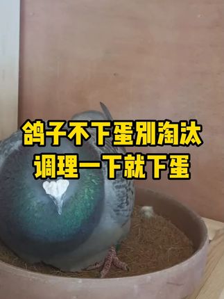 鸽子不下蛋别淘汰,调理一下就下蛋 #养鸽人 #信鸽赛鸽 #种鸽 #鸽子养殖技术