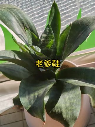 爆款百搭厚底老爹鞋女秋小个子增高2025新款炸街运动休闲鞋 #老爹鞋 #休闲鞋 #运动鞋