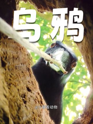 自家产的?吃的就是放心? #一代人有一代人的动物世界 #搞笑动物解说 #神奇动物在抖音 #动物世界