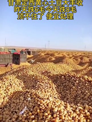 黄心马铃薯