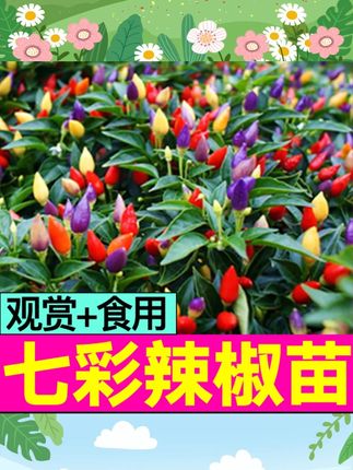 山东寿光七彩五彩多彩辣椒秧苗带土球尖椒朝天椒甜椒种子四季盆栽#自家种植 #辣椒🌶 #七彩辣椒