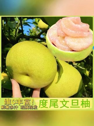 【福建度尾文旦柚子】50年老树新鲜采摘应季中秋团圆国庆送礼水果A#水果 #好吃不贵经济实惠 #应季水果 #文旦柚子 #柚子