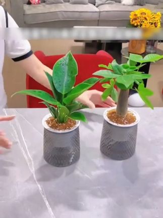 #绿植 #花卉绿植 #植物 #盆栽 #花卉绿植 椰子金钻发财树文竹九里香栀子花盆栽桌面绿植20-30cm