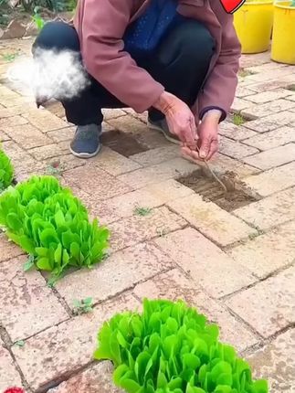 家里阳台花盆还空着的,推荐您一定种一点这个#重瓣康乃馨 有多种花色种子选择#康乃馨 #爱生活爱养花