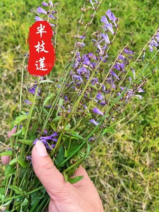 野外当季采收的优质半枝莲,看看你喜欢吗? #半枝莲