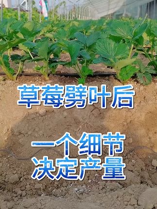 草莓种植 #草莓🍓 #草莓种植 #草莓种植基地 #草莓种植技术 #草莓花芽分化