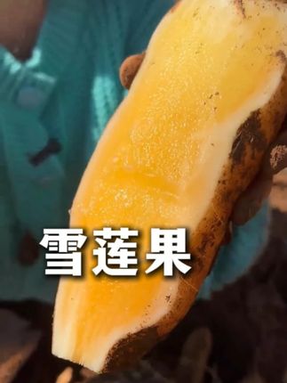 云南 红土地种植!海拔2500米以上的天山雪莲果,营养是普通雪莲果的5倍!含有20多种氨基酸以及丰富的维生素,矿物质!口感清甜多汁,脆爽解腻!#雪莲果 #新鲜应季水果 #优质农产品 #现挖现发 #水果