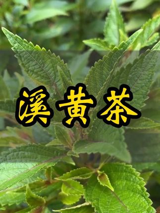 喜欢喝9的来看看溪黄茶! #潮汕青草 #茶生活 #植物百科 #科普
