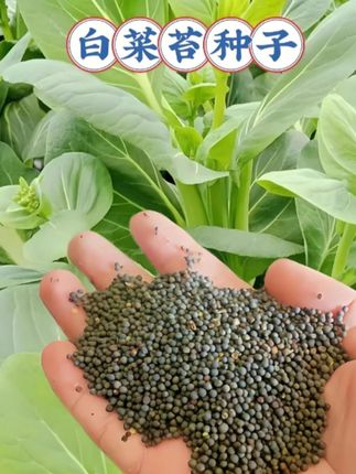 这个季节不知道种什么菜的话,就来种这个四季都可以种的白菜苔,现在种下可以一直吃到过年#白菜苔 #种子  #白菜苔种子  #蔬菜种子  #自己种的纯天然的绿色蔬菜