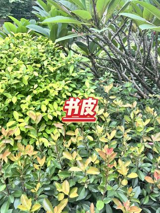 60张自粘包书膜 #免裁剪 #加厚环保 #急处理