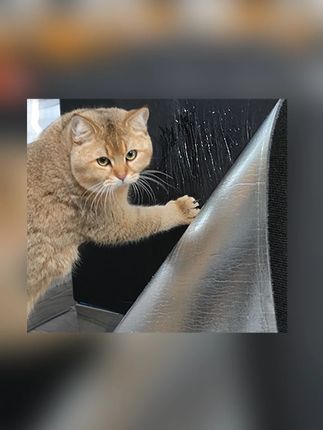 不掉屑宠物装备贴墙猫爬垫耐磨耐抓多功能攀爬猫抓板#猫抓板推荐 #防猫刺垫 #耐磨猫抓板 #多功能猫抓板 #猫爬贴
