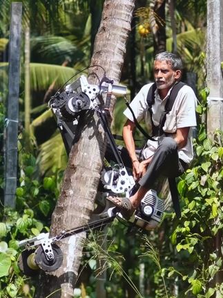 80岁大爷在一拉一放之间,嗖的一下上去了 #科普  #巴拉那松  #松子  #巴西松  #南洋杉