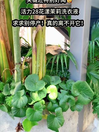活力28洗衣液新品花漾茉莉4斤持久留香无磷去渍去污护色亮白增艳#活力28洗衣液
