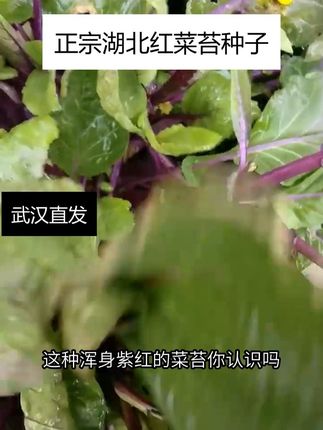 红菜苔种子,营养担当,为家人种出健康菜! #早熟红菜苔种子 #湖北红菜苔正宗 #武汉红菜苔种子 #湖北特产 #蔬菜种子