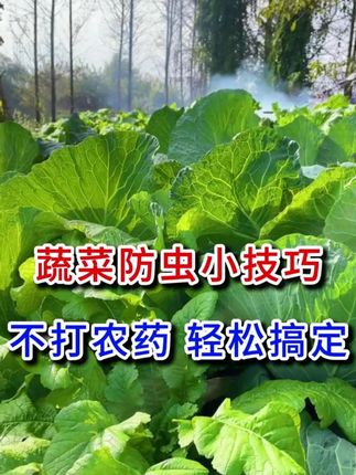 蔬菜防虫小技巧 #蔬菜害虫防治 #蔬菜防虫小技巧 #蔬菜害虫 #地上地下害虫防治 #防虫颗粒