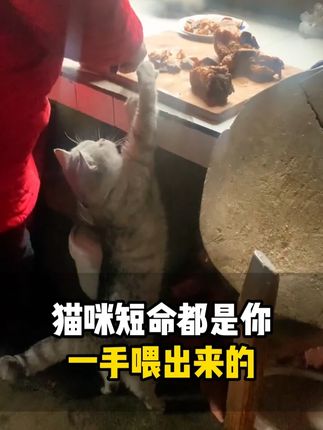 猫咪短命都是你一手喂出来的,一定要重视 #新手养猫 #养猫经验分享 #猫咪零食推荐 #宠物零食