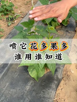 学会这样做,豆子开花多结豆多。 #豆角种植#豆角高产技术#豆角种植的方法与技术