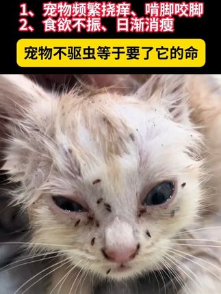 跳蚤过敏皮炎?定期驱虫,瘙痒不再来。 #成橙小巴 #猫咪 #内外同驱 #感染寄生虫